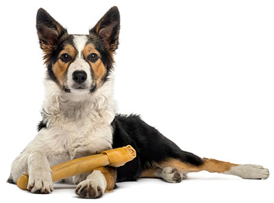 Dog-Laying-Down Dog-Laying-Down